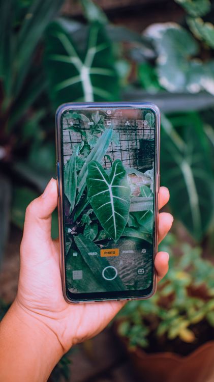 Como-identificar-plantas-e-flores-usando-apenas-a-camera-do-celular